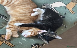 Mixed Breed cats for sale: Kittens looking for forever home  - Image 2