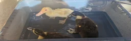 Ducks poultry for sale: Harley quinn cross aylesbury ducks - Advert 3