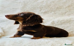 Miniature Dachshund dogs for sale: Chocolate & Tan Miniature Longhaired Dachshund - Image 2