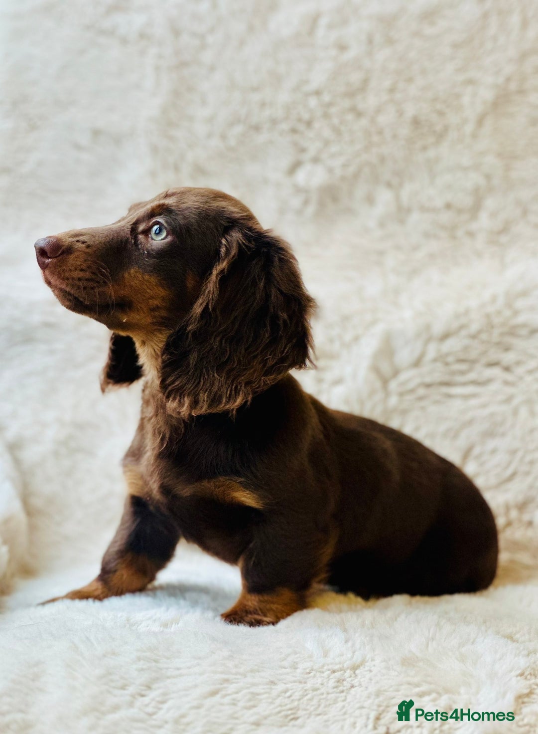 Miniature Dachshund dogs for sale: Chocolate & Tan Miniature Longhaired Dachshund - Image 2