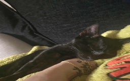 British Longhair cats for sale: Jimmy - Image 2
