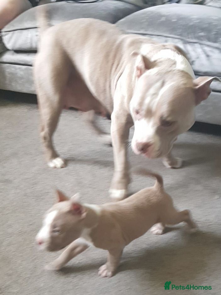 American Bully dogs American pocket bully puppies - Advert 6