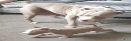 American Bully dogs for sale: American pocket bully puppies - Advert 27