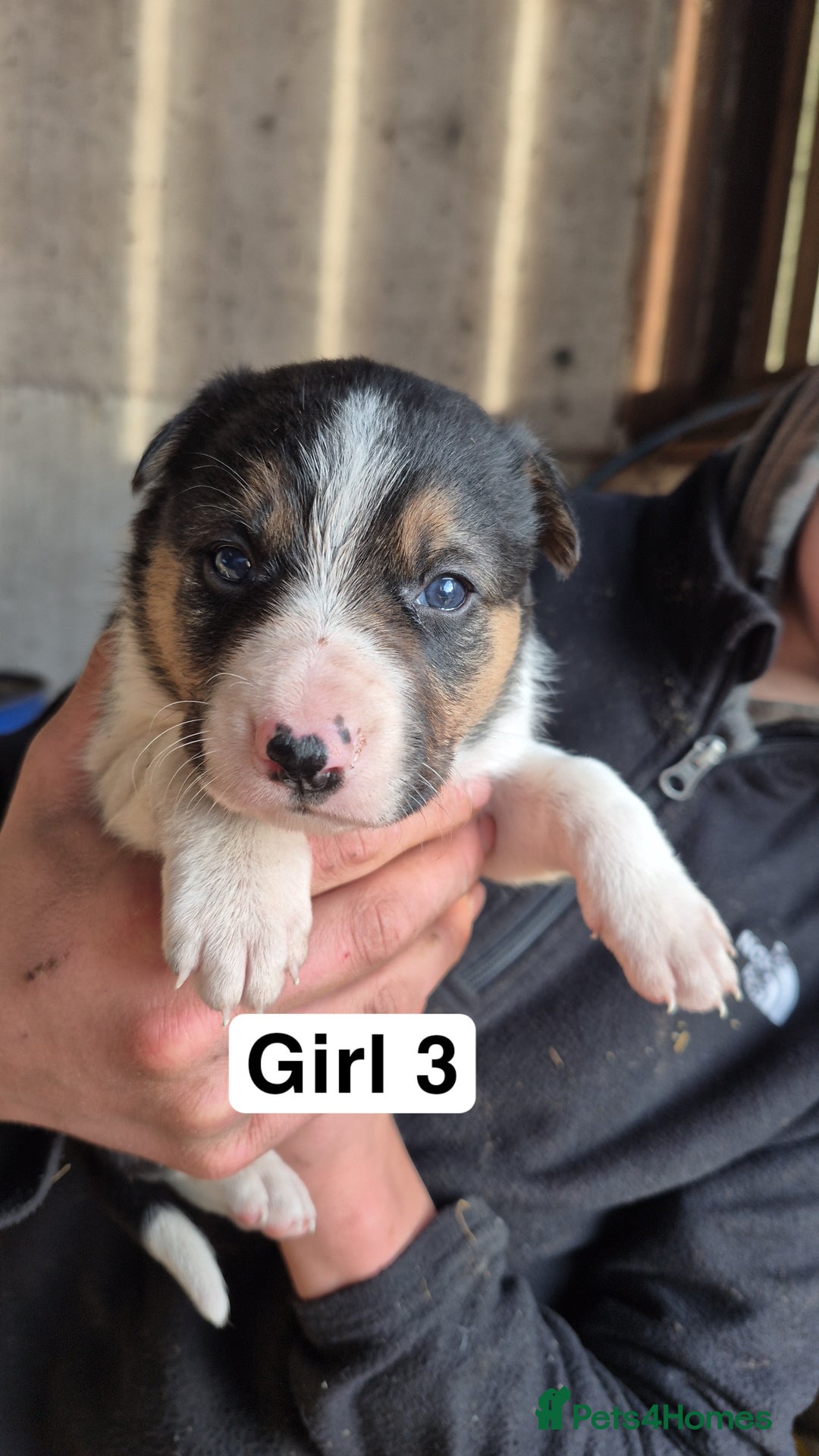 Border Collie dogs for sale: Border Collie Pups - Advert 5