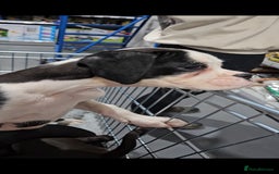 Boxer dogs for sale: READY NOW Kc reg sealed brindle fully vac  - Image 32