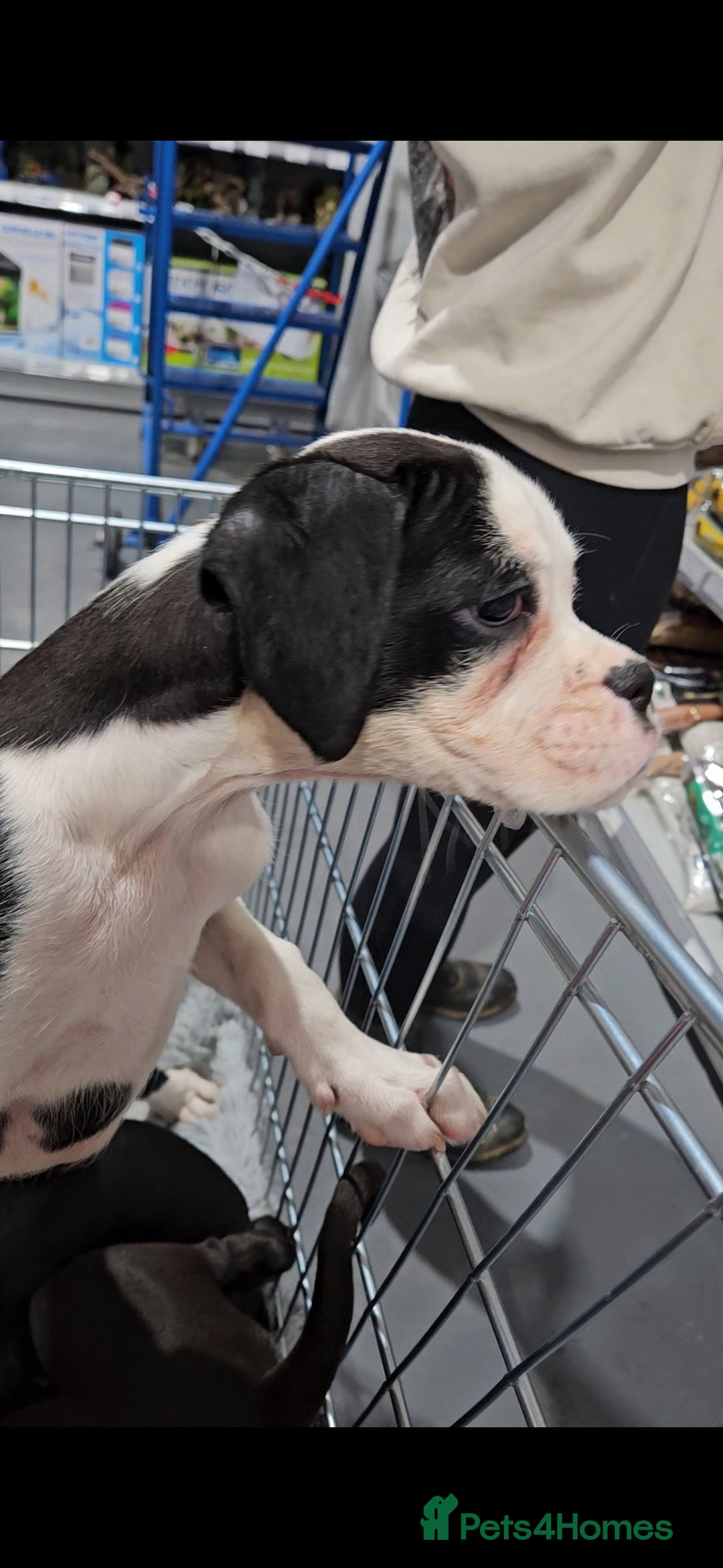 Boxer dogs for sale: READY NOW Kc reg sealed brindle fully vac  - Image 32