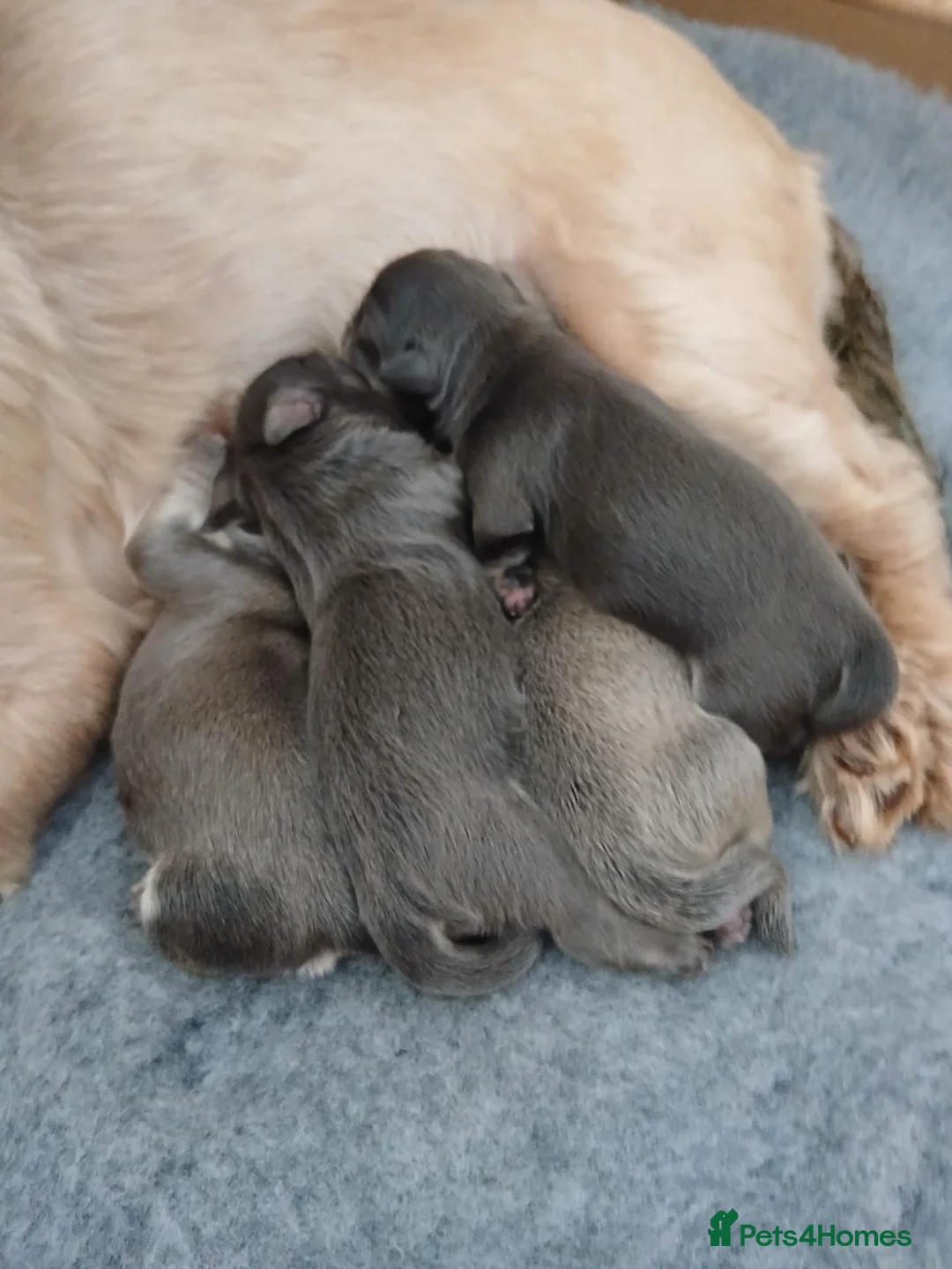 Shih Tzu dogs for sale: 💙 EXCLUSIVE BLUE & TAN CARRYING CHOC IMPERIALS 💙 - Advert 2