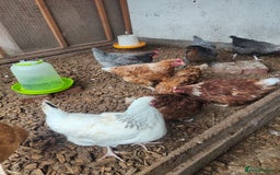 Chickens poultry for sale: 9 mixed breed hens - Image 4
