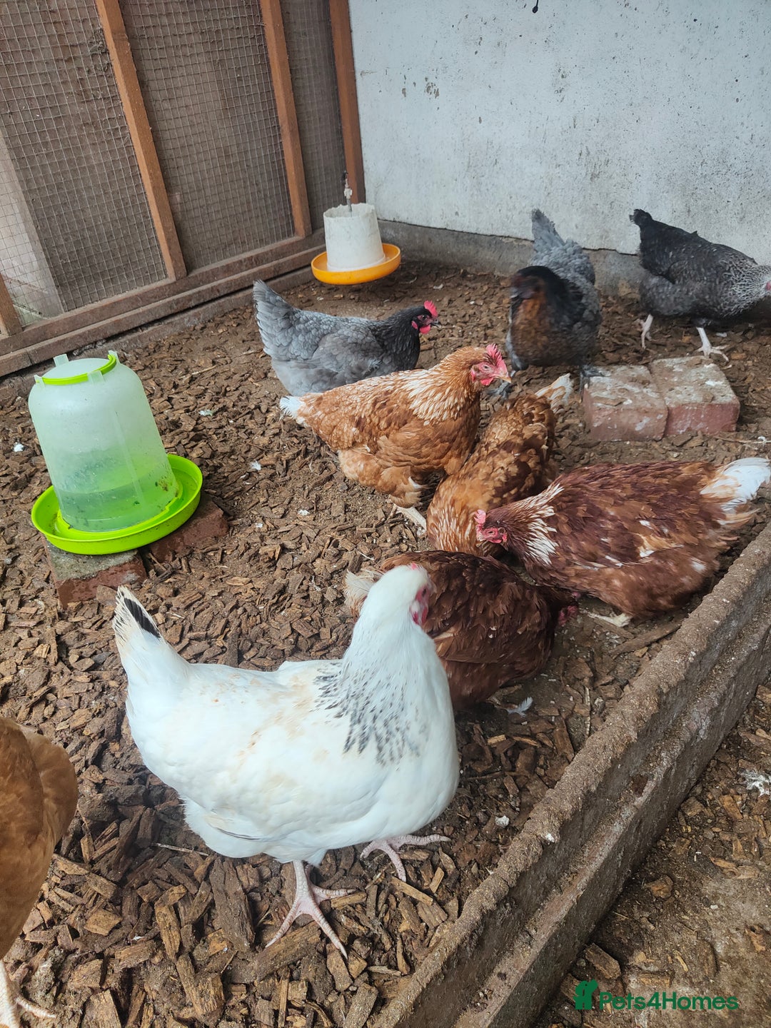 Chickens poultry for sale: 9 mixed breed hens - Image 4