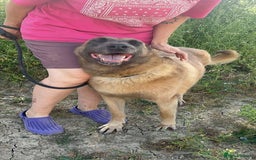 Mixed Breed dogs for adoption: Ava. Norwich Norfolk  - Image 11