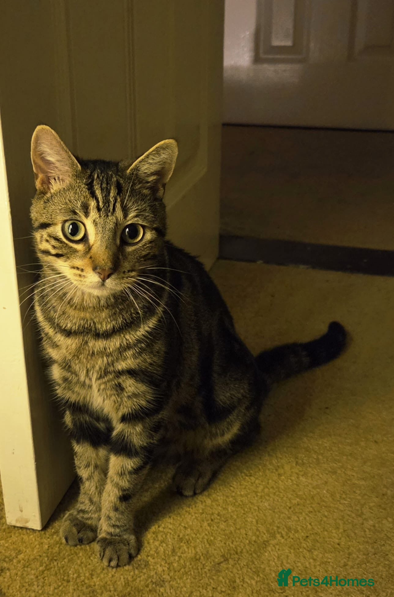 Domestic Shorthair cats Domestic Short Hair Mix Bengal  - Advert 4