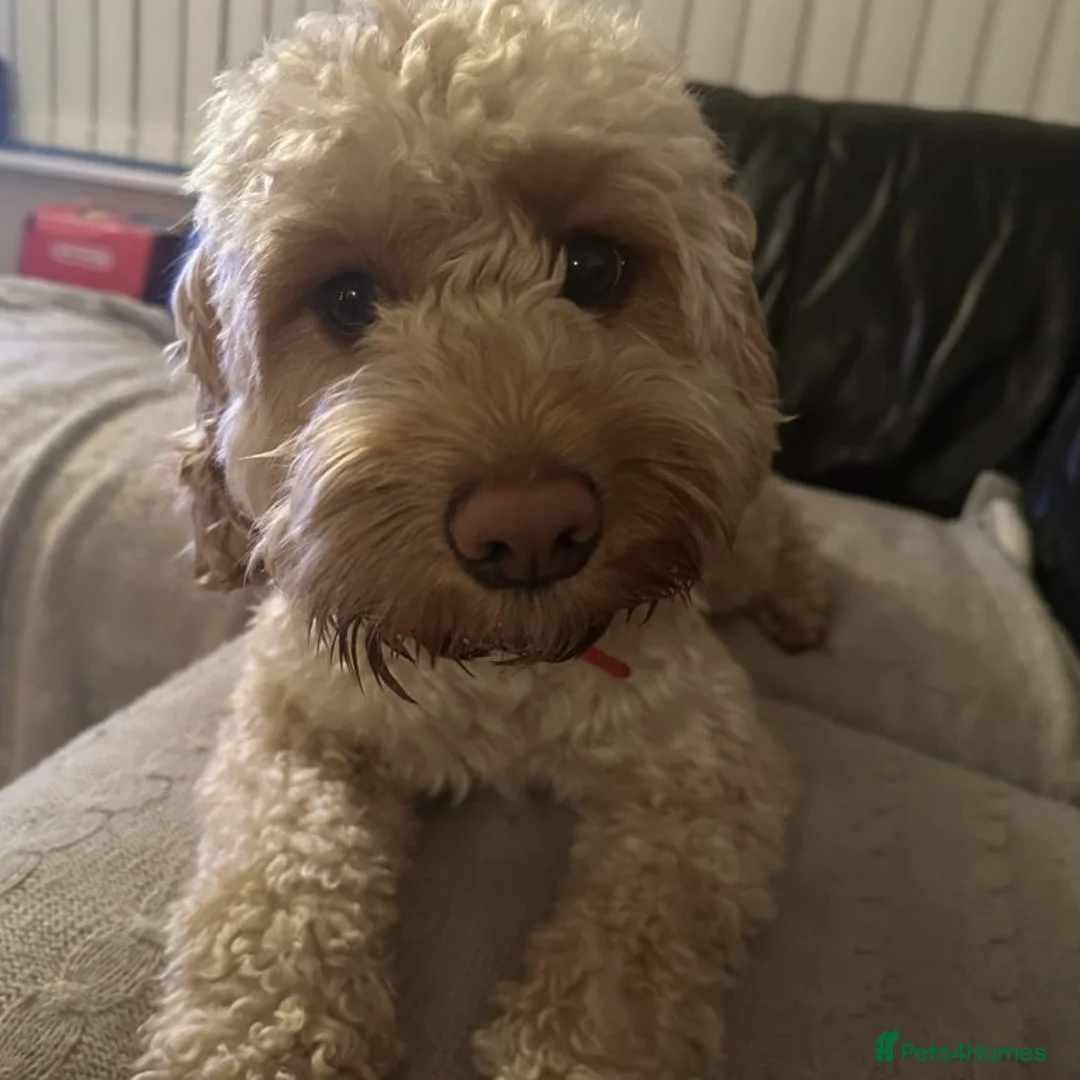 Cockapoo dogs for sale: Almost 2 year old Beautiful male cockapoo  in London - Advert 3