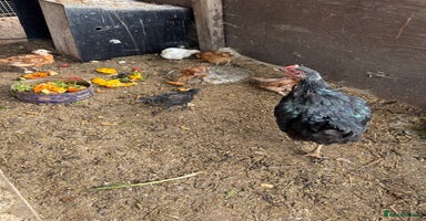 Chickens poultry - Advert 13