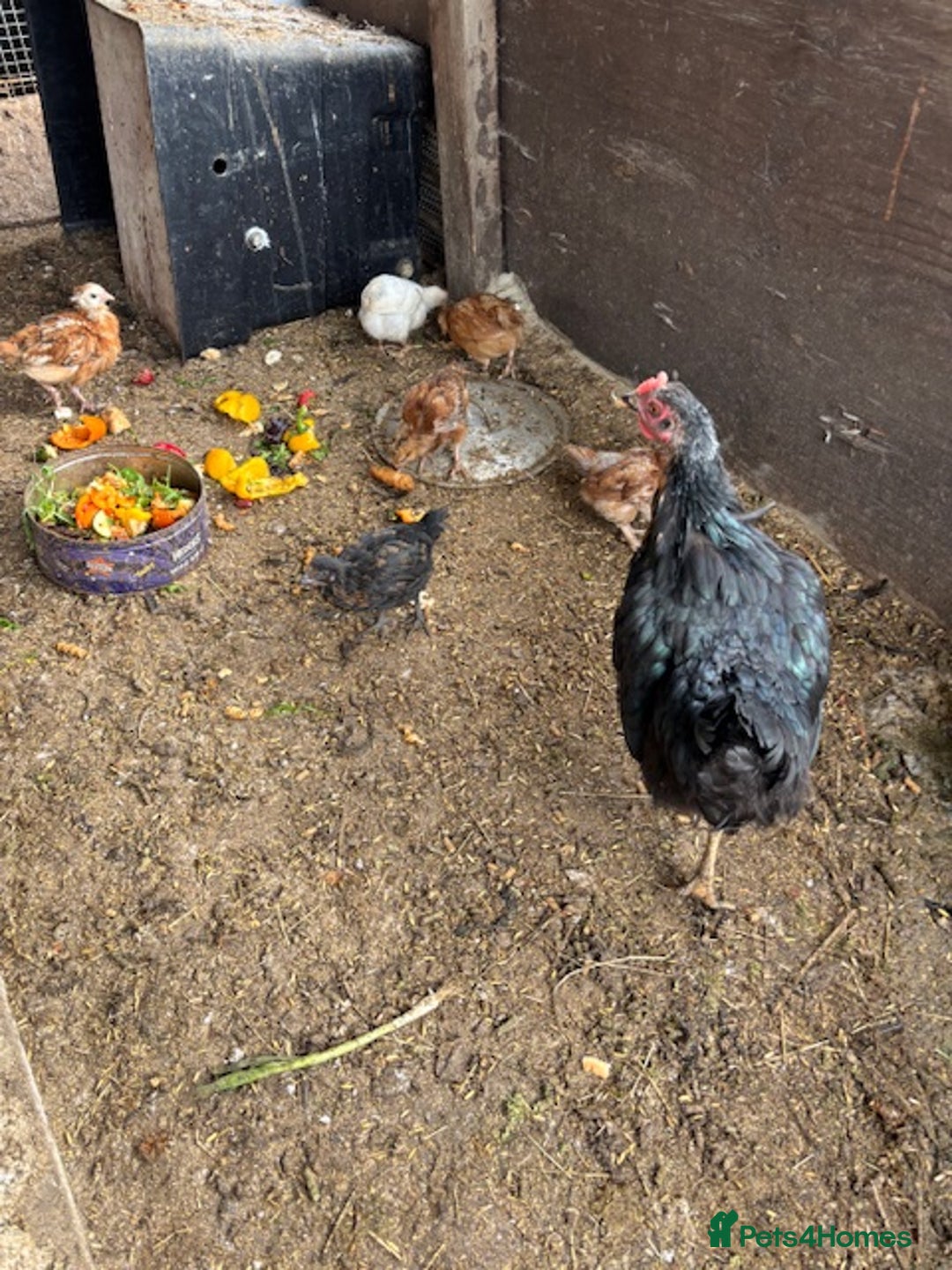 Chickens poultry for sale: 6 chickens for sale - Image 2