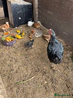 Chickens poultry - Advert 5
