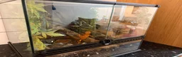 Gecko reptiles for sale: Crested gecko - orange female 🦎🍑 - Advert 2