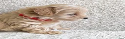 Maltipoo dogs for sale: Miniature Maltipoo Puppies - Advert 3