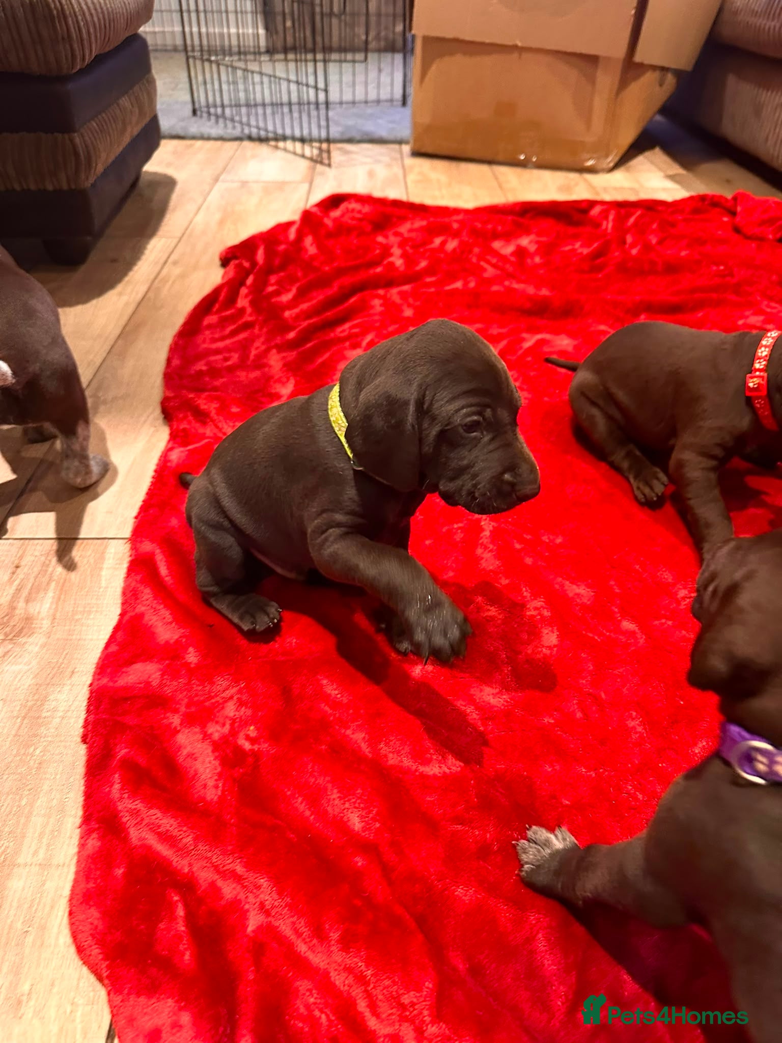 German Shorthaired Pointer dogs Beautiful KC GSP Puppies - Advert 2