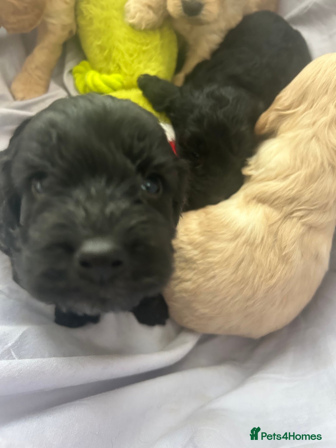 Cockapoo dogs for sale: F1 cockapoo puppies  - Advert 13