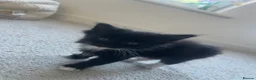 Maine Coon cats for sale: Maine Coon Kittens Looking for Homes 🐾 - Advert 19