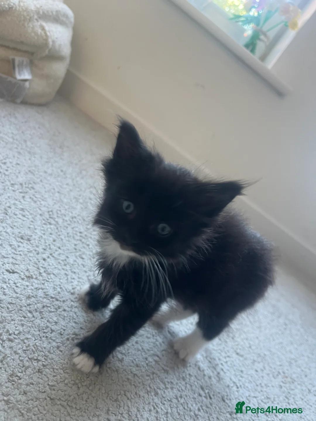 Maine Coon cats for sale: Maine Coon Kittens Looking for Homes 🐾 - Advert 19