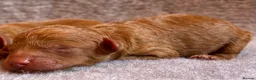 Cavapoo dogs for sale: F1B cavapoo litter  - Advert 4
