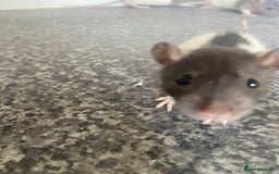 Rat rodents for sale: Pet rats - Image 2
