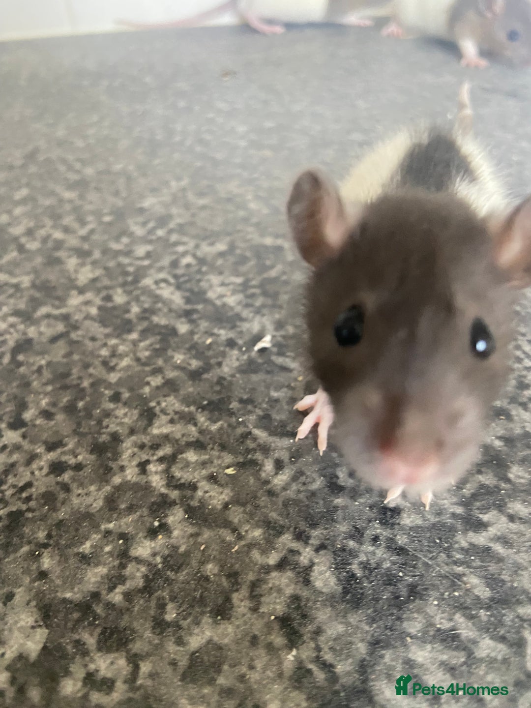 Rat rodents for sale: Pet rats - Image 2
