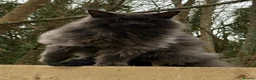 Maine Coon cats for sale: Beautiful Maine Coons from Champion lines  in Saint Agnes - Advert 23