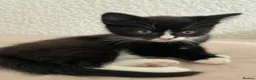 Mixed Breed cats for sale: 2 kittens for sale  in Manchester - Advert 7