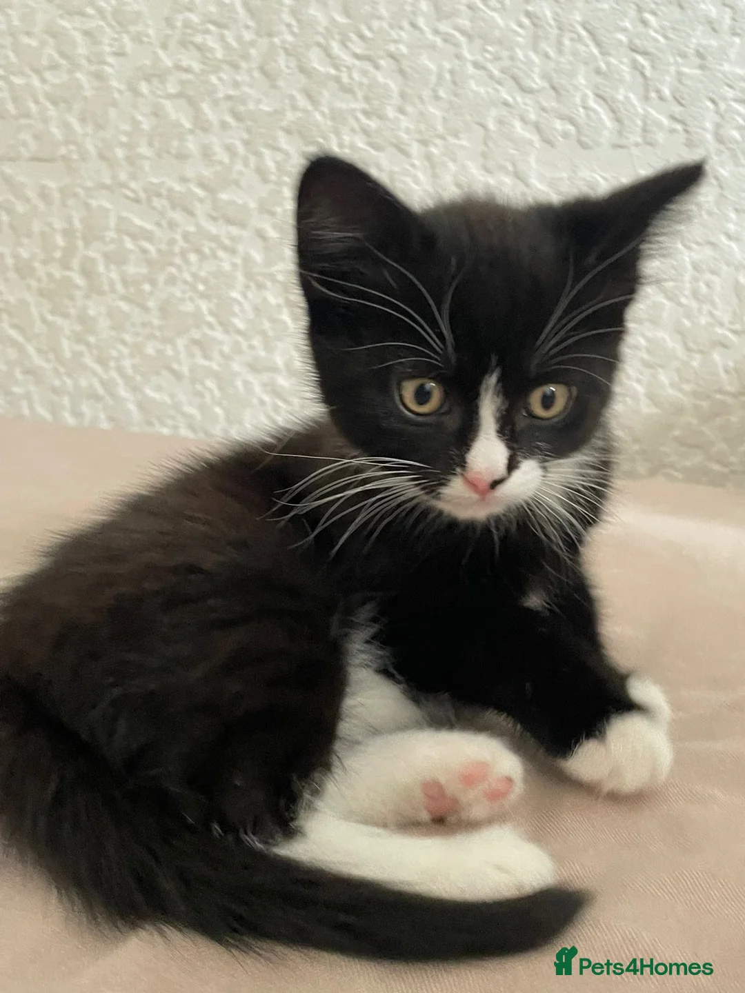 Mixed Breed cats for sale: 2 kittens for sale  in Manchester - Advert 7