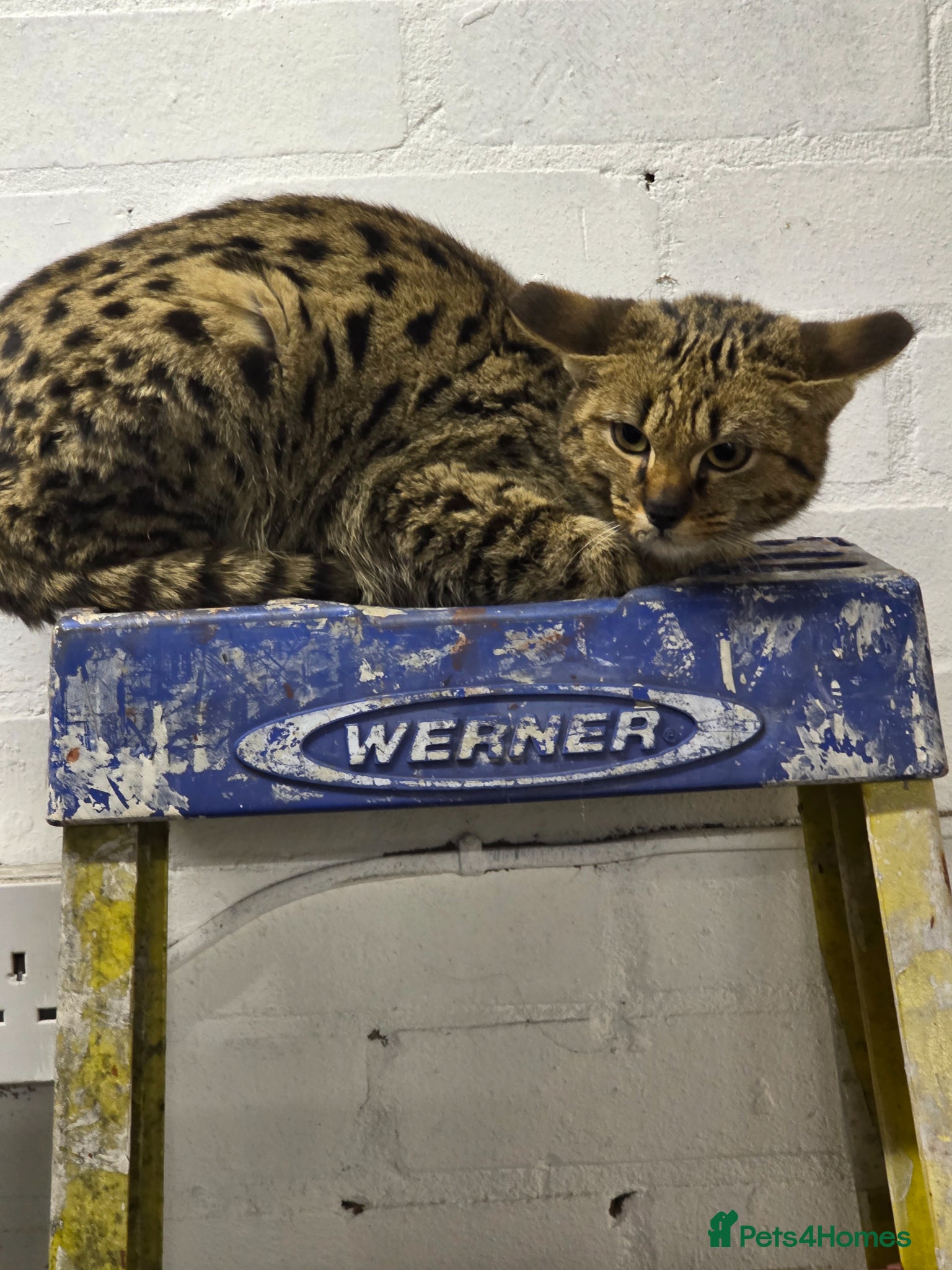 Savannah cats F2 SAVANNAH  - Advert 13