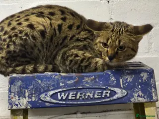 Savannah cats F2 SAVANNAH - Advert 1