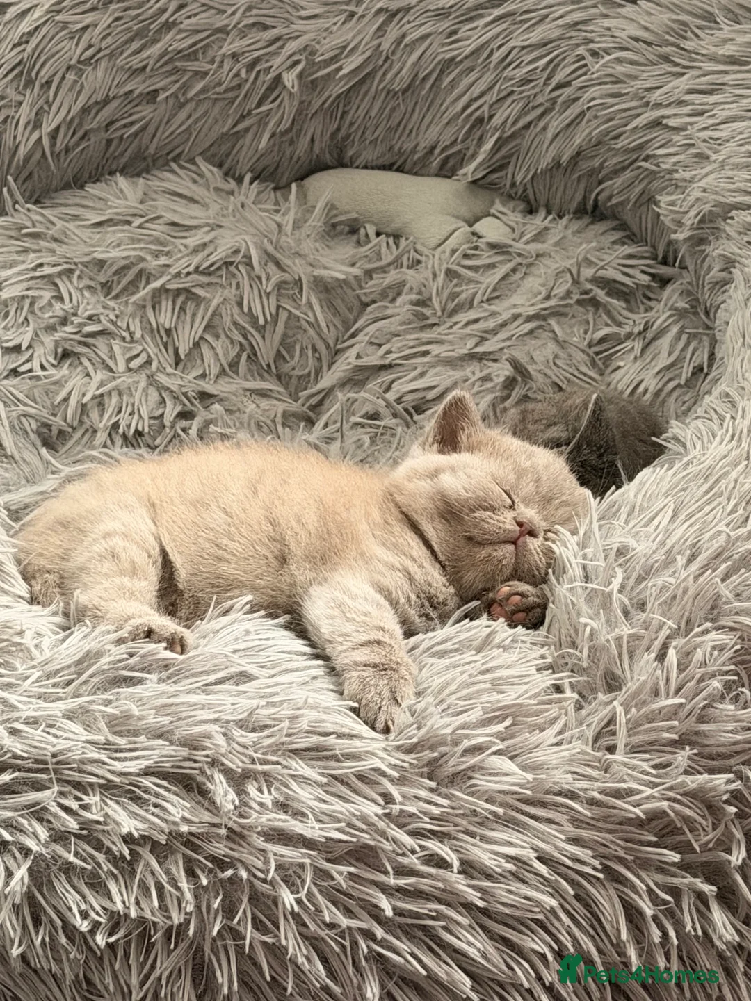 British Shorthair cats for sale:  British Shorthair Kittens  Boy and Girl - Advert 2