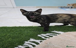Mixed Breed cats for adoption: [Indoors Only] Alto & Moka! Cuddlebugs Funky Pair! - Image 6