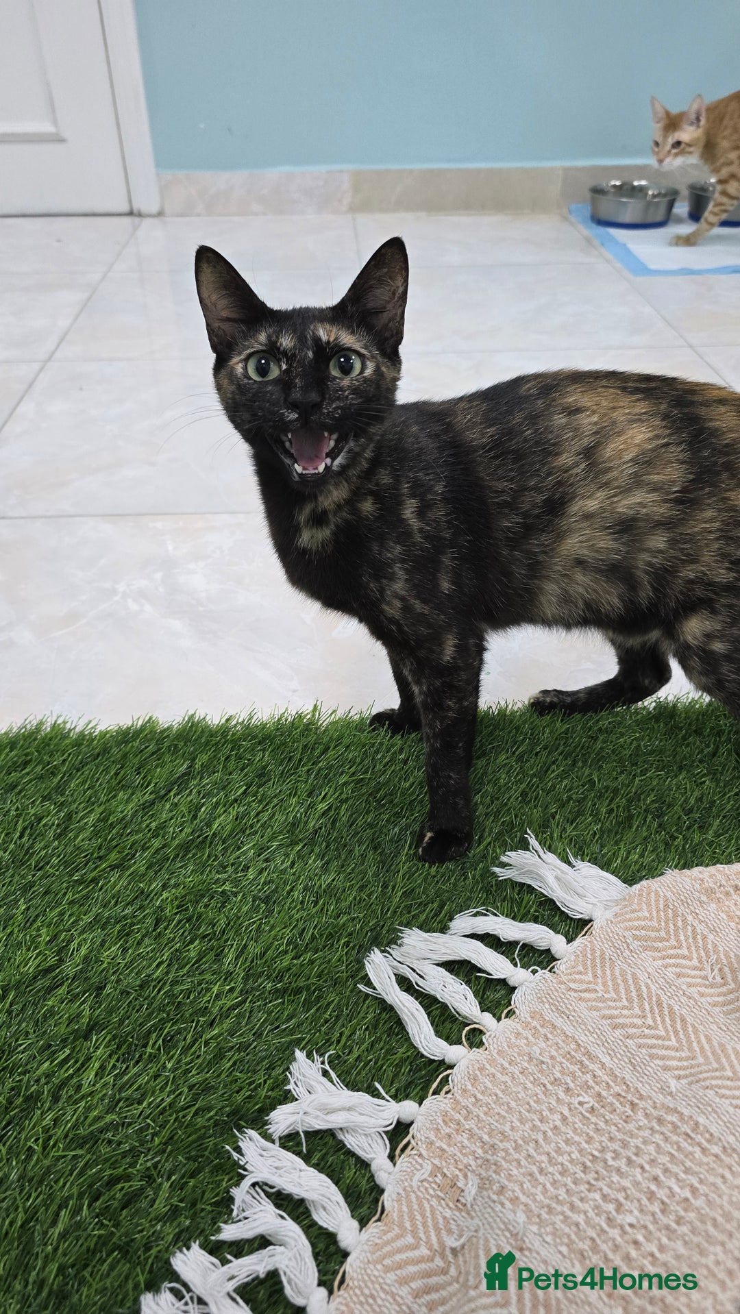 Mixed Breed cats for adoption: [Indoors Only] Alto & Moka! Cuddlebugs Funky Pair! - Image 6
