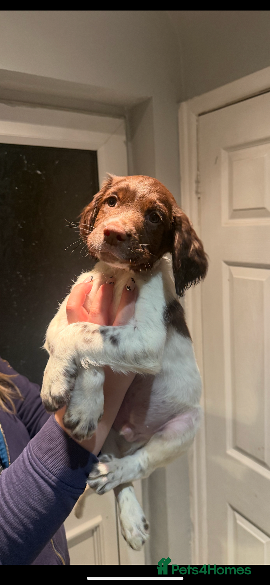 English Springer Spaniel dogs for sale: STUNNING liver and white KC ESS male  - Advert 2