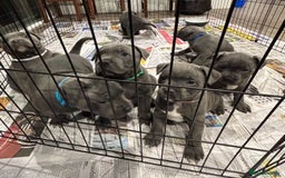 Staffordshire Bull Terrier dogs for sale: Purebred blue Staffordshire Bull terrier puppies - Image 8