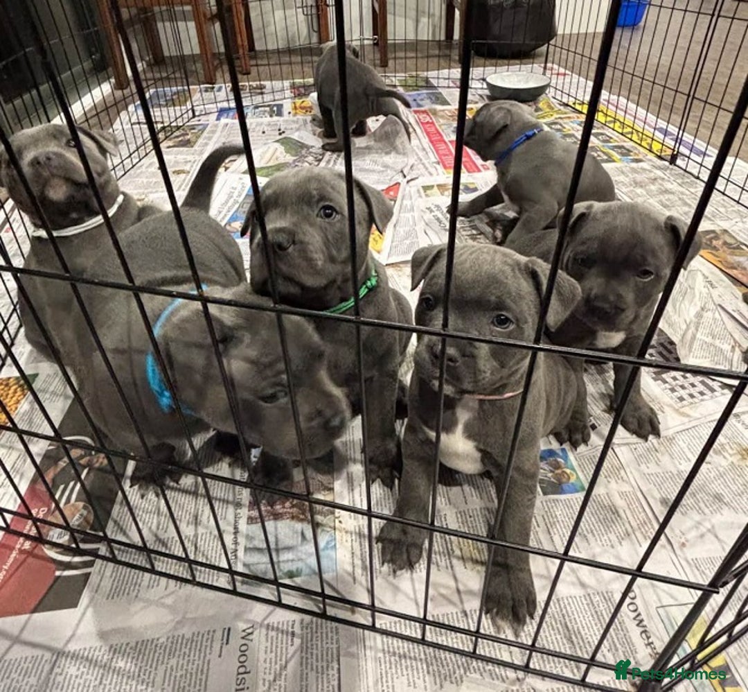 Staffordshire Bull Terrier dogs for sale: Purebred blue Staffordshire Bull terrier puppies - Image 8