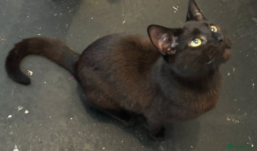 Domestic Shorthair cats for sale: twin males bonded pair - Advert 6