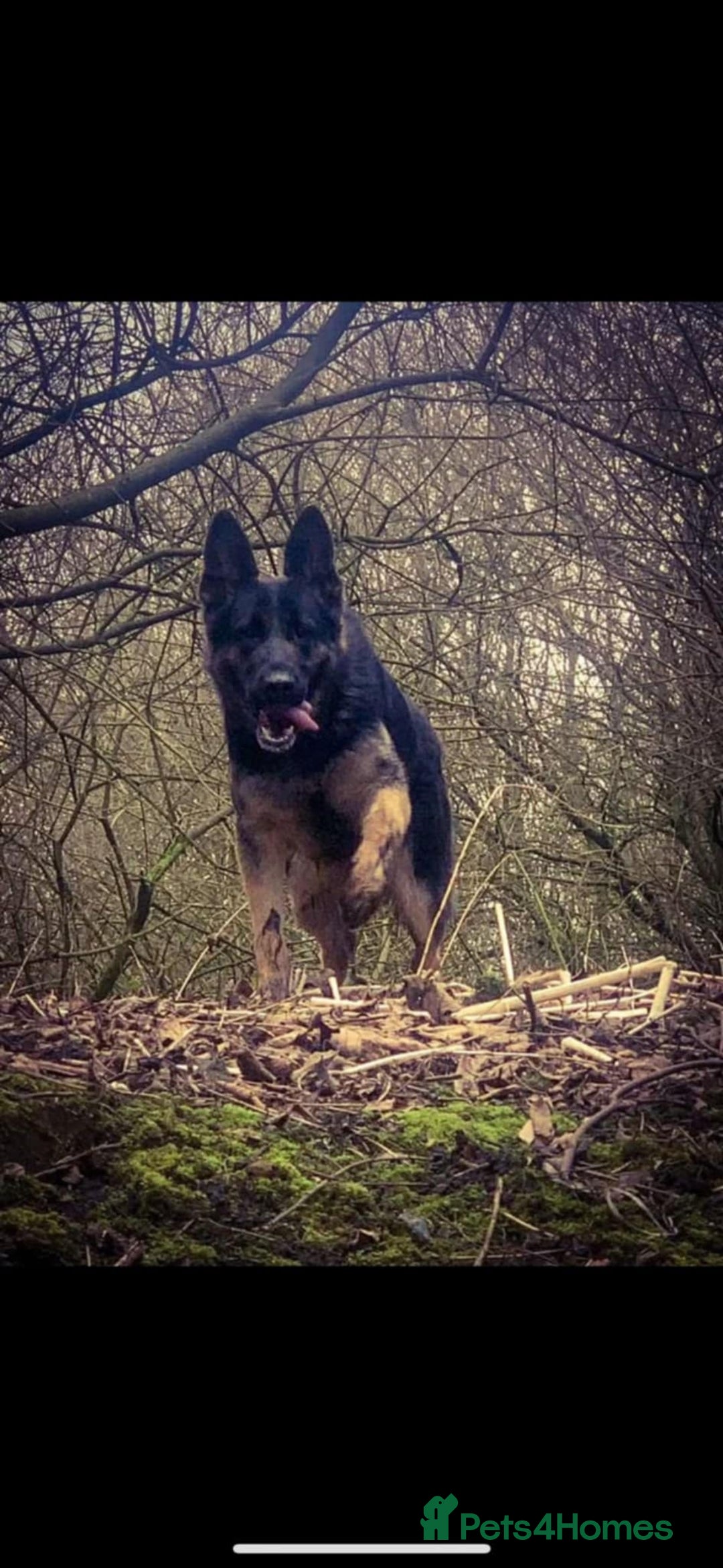 Mixed Breed dogs for sale: German shepherd Cross  - Image 2