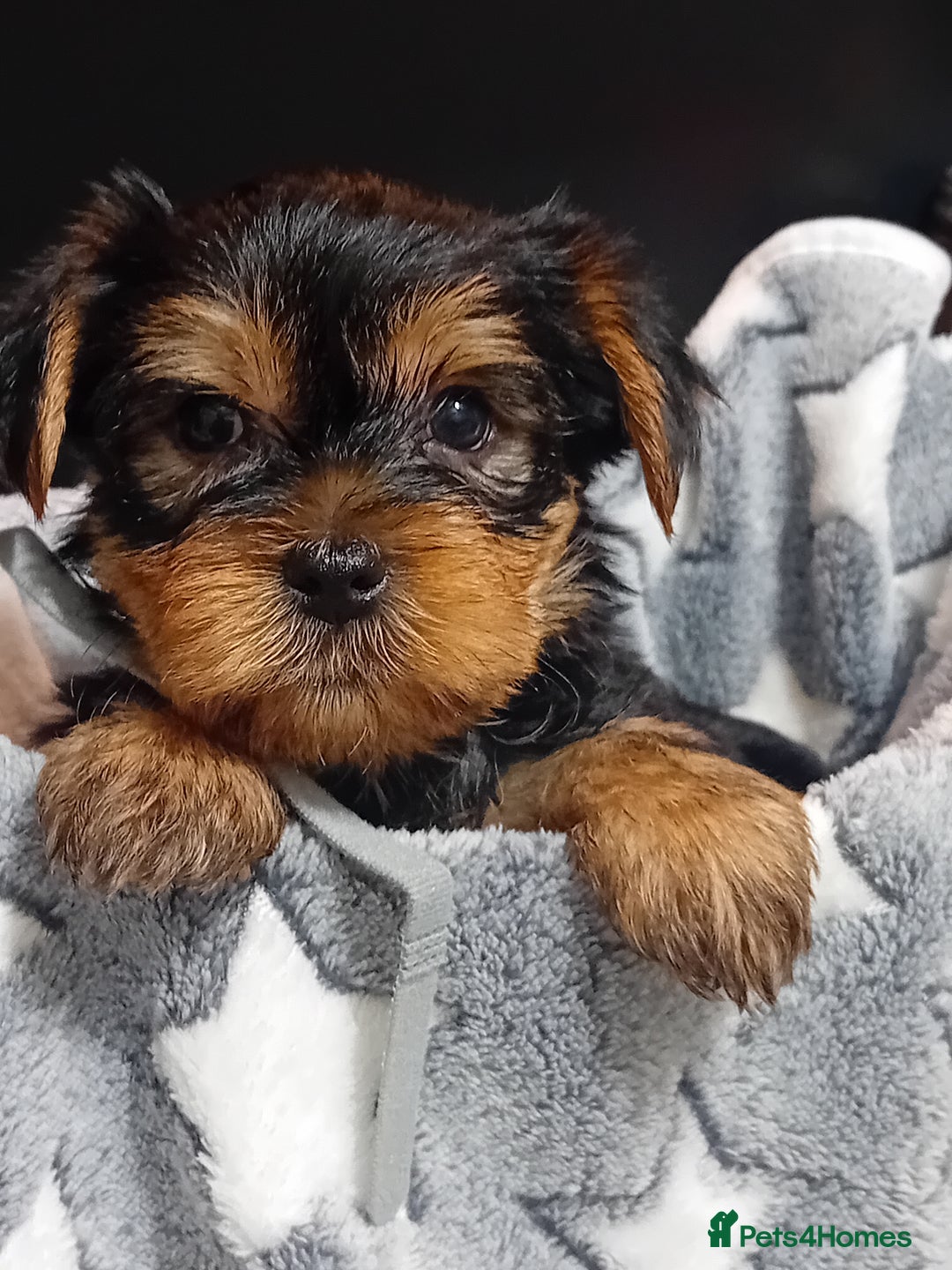 Yorkshire Terrier dogs for sale: Yorkshire Terrier Puppies 2 Boys and 1 Girl - Advert 7