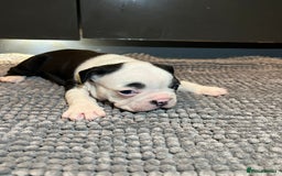 French Bulldog dogs for sale: ♥️Litter of 6 French Bulldog Puppies♥️ - Advert 14