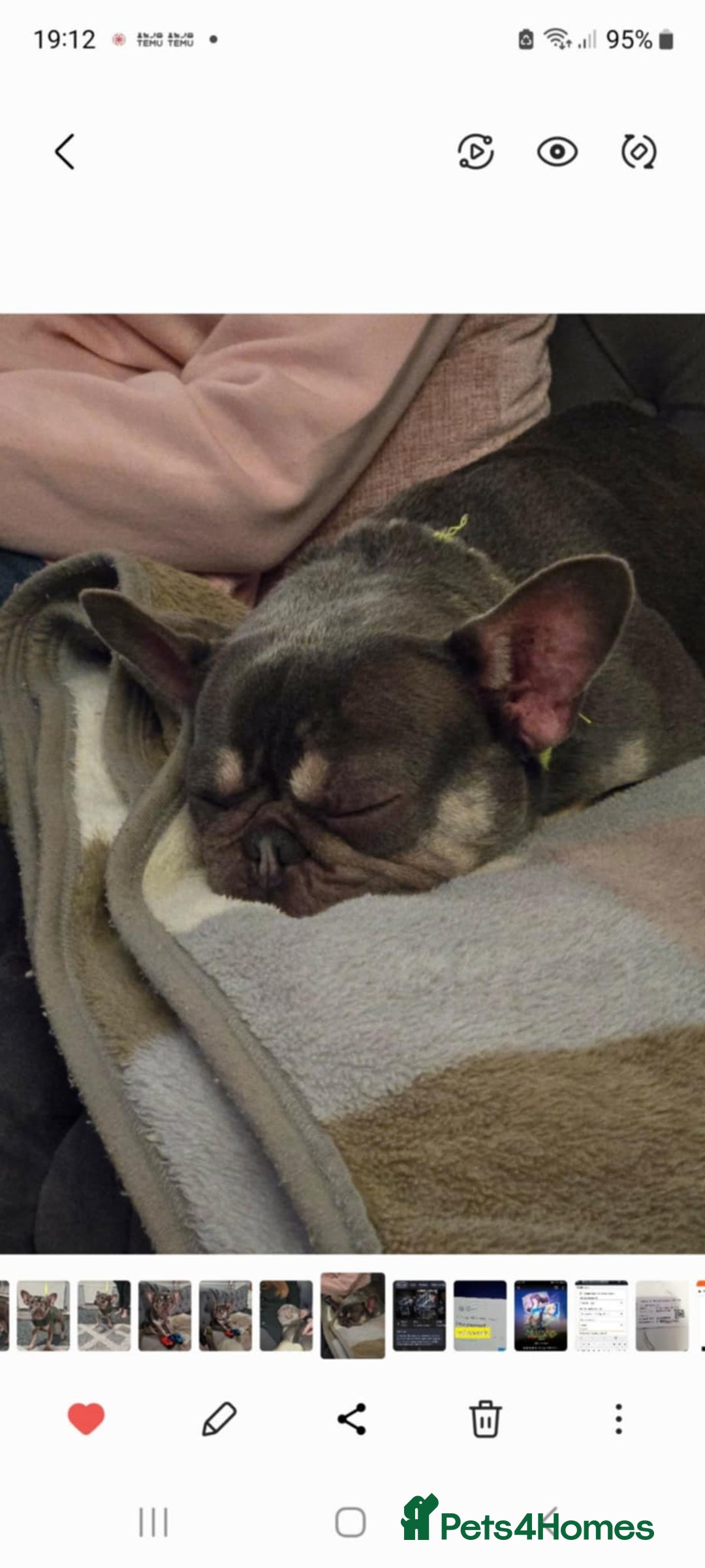 French Bulldog dogs for sale: Cass female french bulldog  - Advert 6