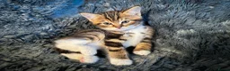 Mixed Breed cats for sale: 4 stunning kittens in Stanley - Advert 4