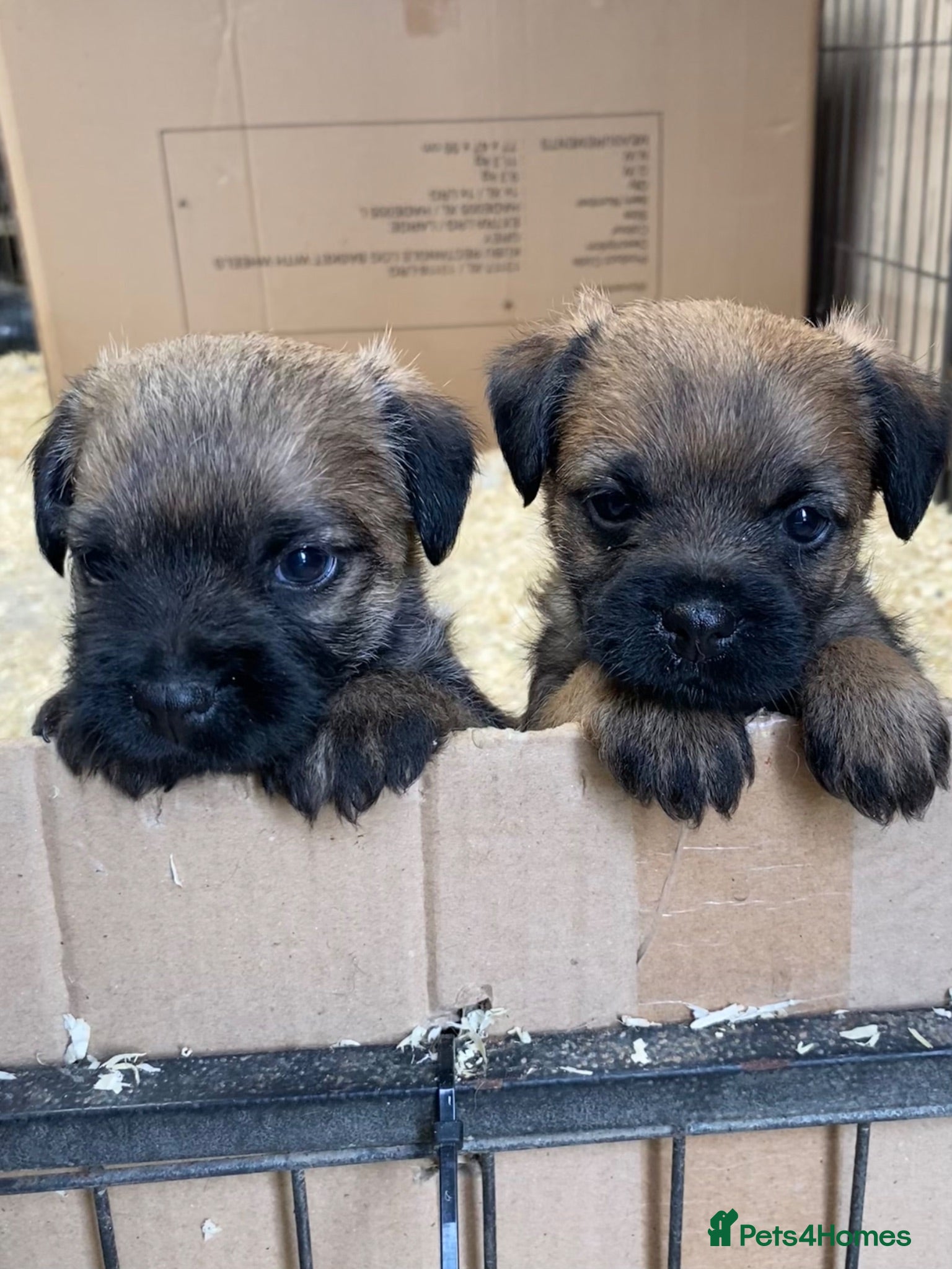 Border Terrier dogs Border terrier puppies - Advert 11