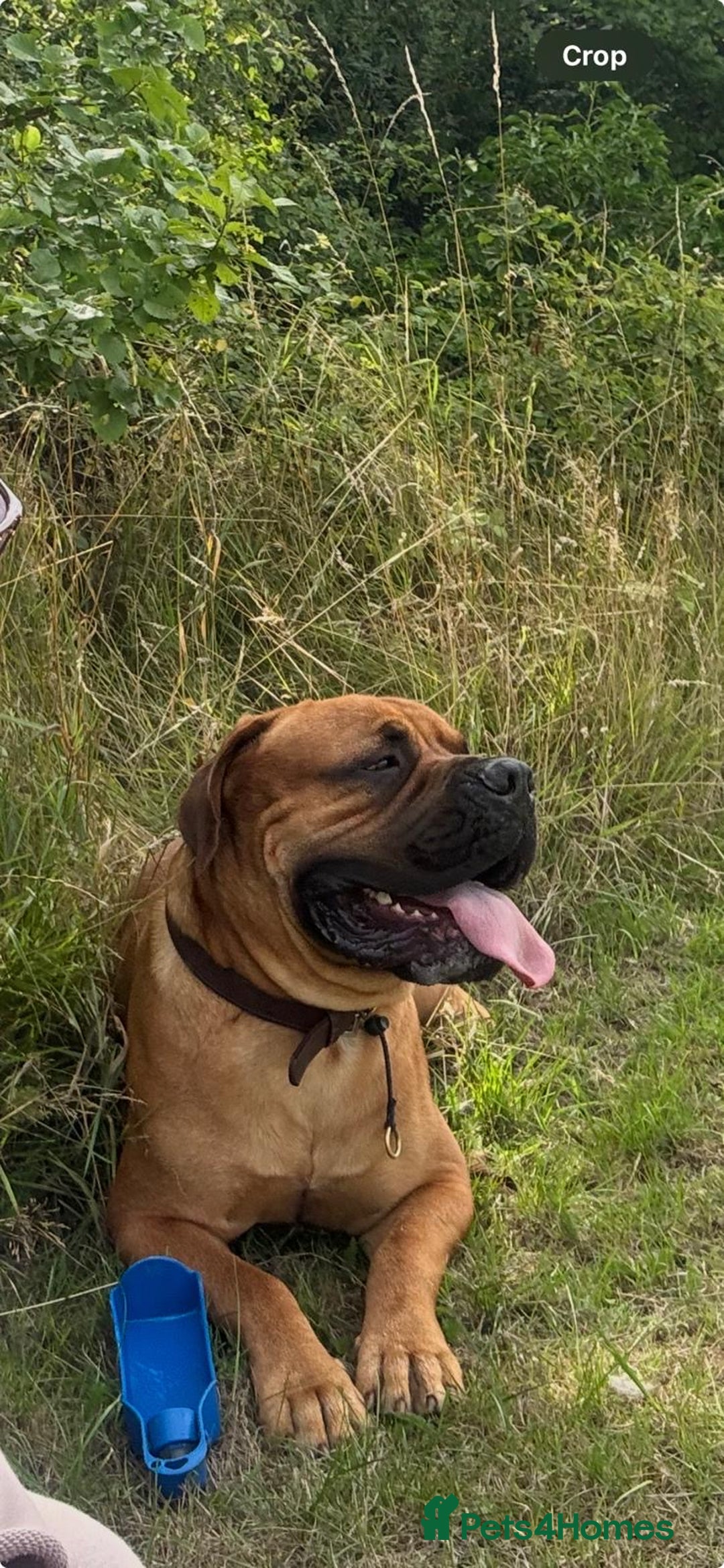 Bullmastiff dogs for stud: Bullmastiff for Stud - Advert 11