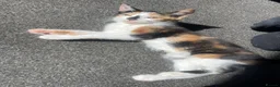 Mixed Breed cats for sale: 2 female kittens  - Advert 2