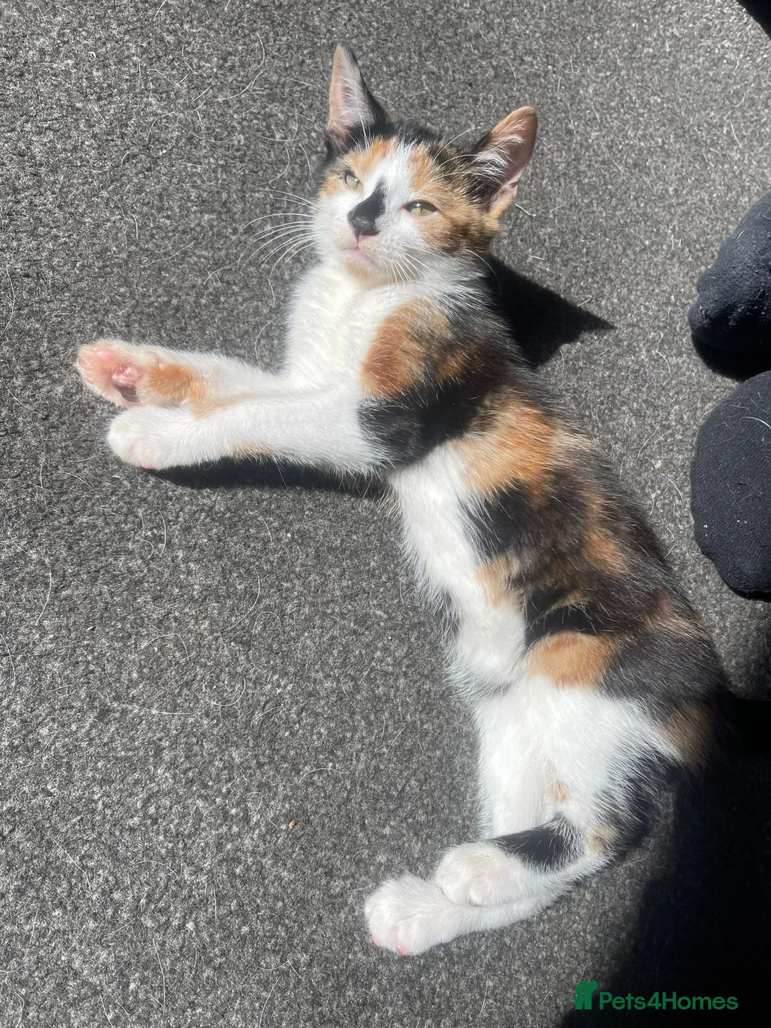 Mixed Breed cats for sale: 2 female kittens  - Advert 2