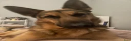 German Shepherd dogs for sale: Benji in Louth - Advert 8